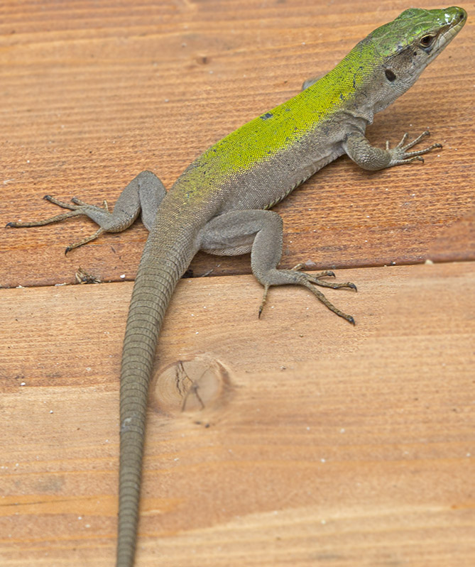 Lucertola campestre, Italian wall lizard (Podarcis siculus)