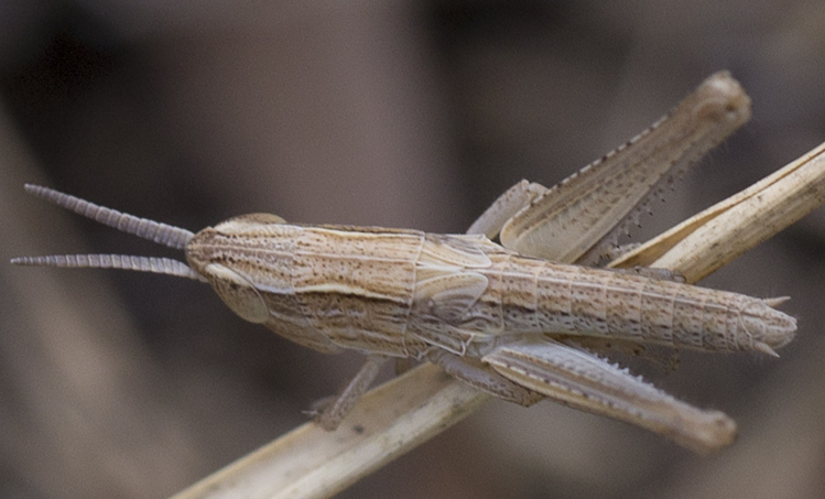 Orthoptera per l''identificazione