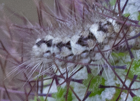 falena larva per l''identificazione