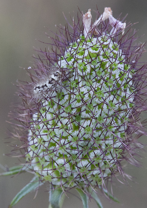 falena larva per l''identificazione