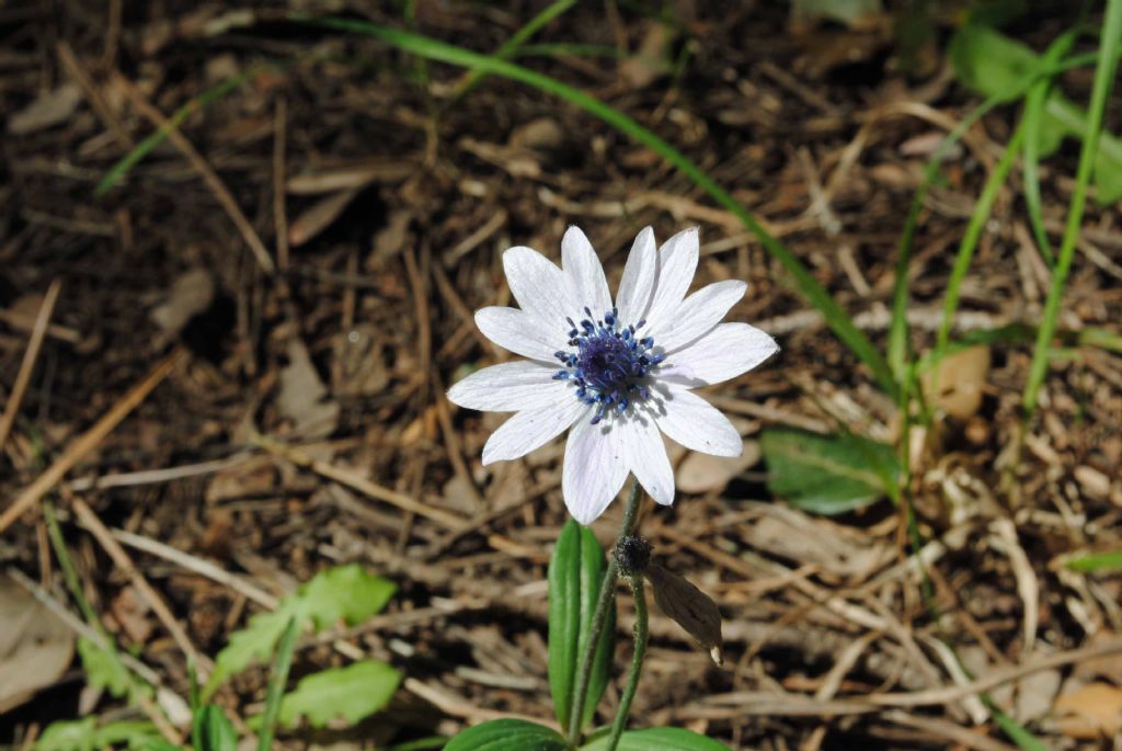 due piante del Vesuvio - Linum bienne e Anemone hortensis