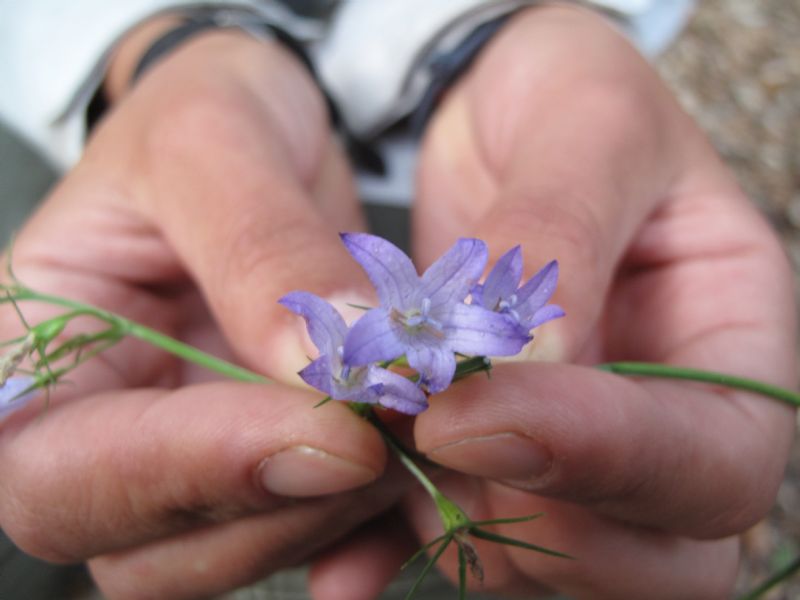 da determinare- Campanula cfr.rapunculus