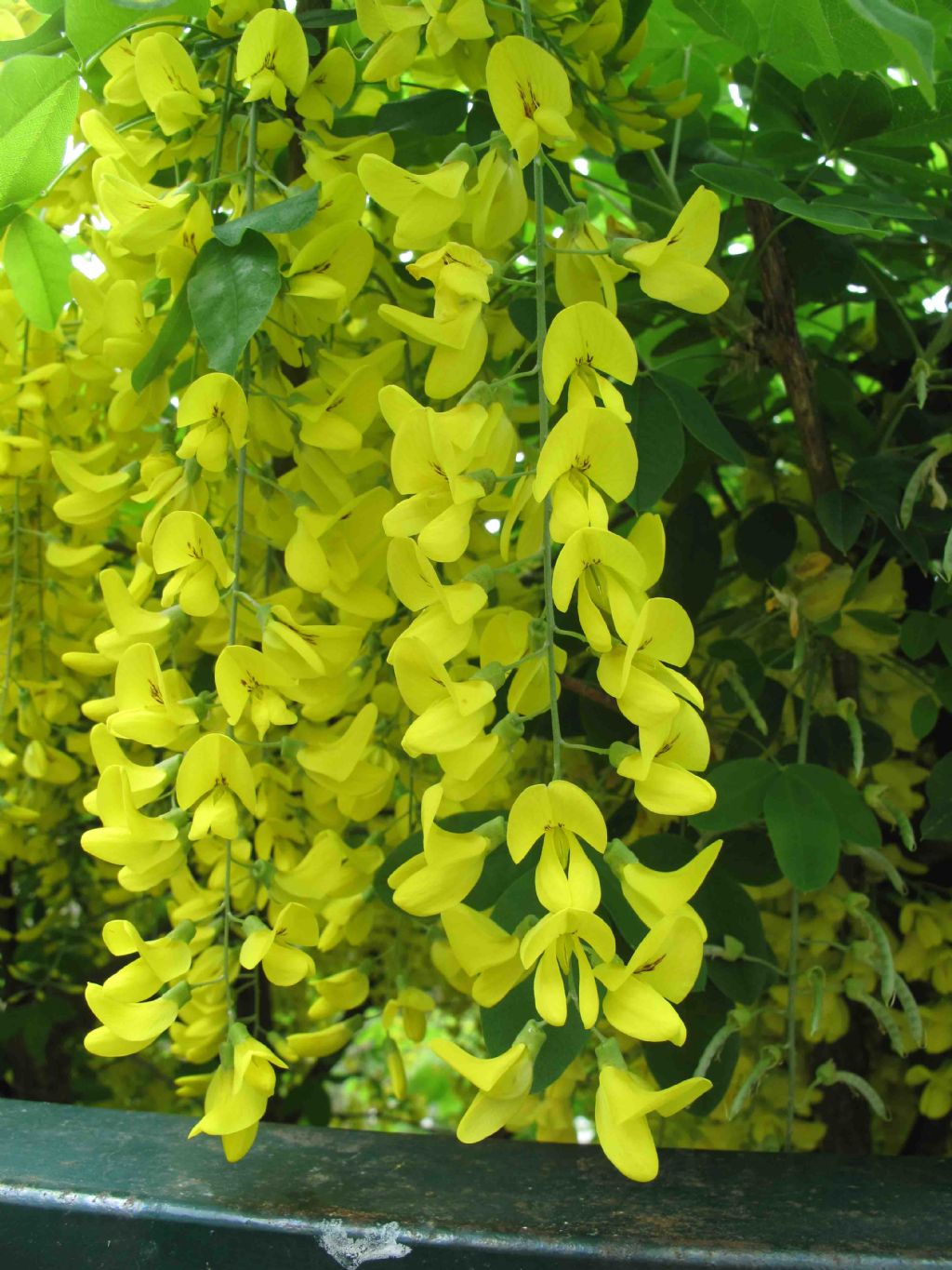 Laburnum anagyroides / Maggiociondolo