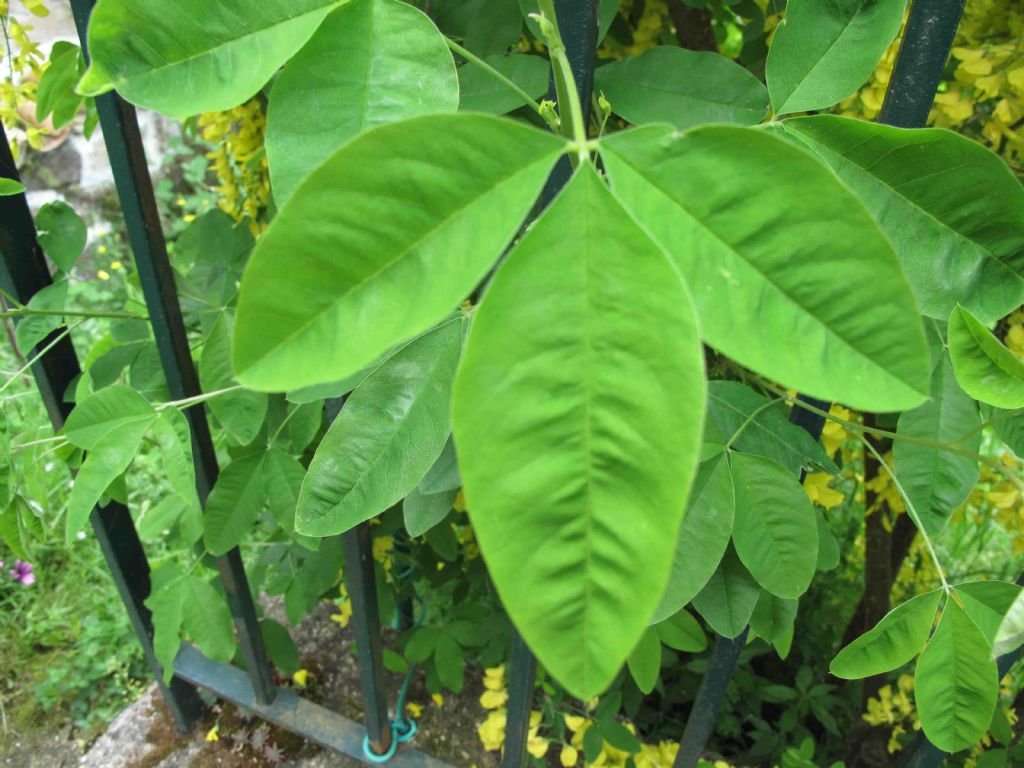 Laburnum anagyroides / Maggiociondolo