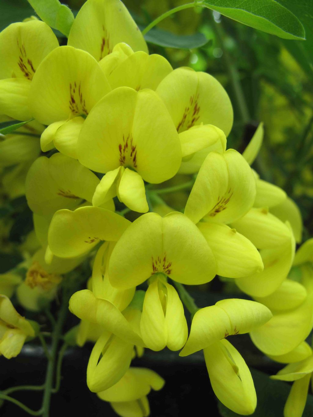 Laburnum anagyroides / Maggiociondolo