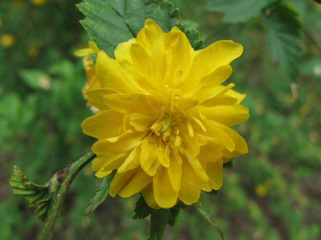 Kerria japonica