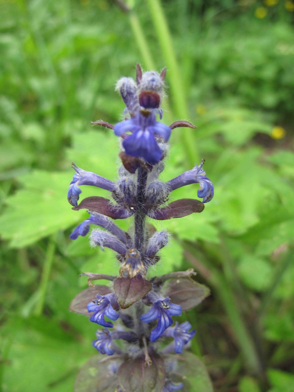 Ajuga reptans L.