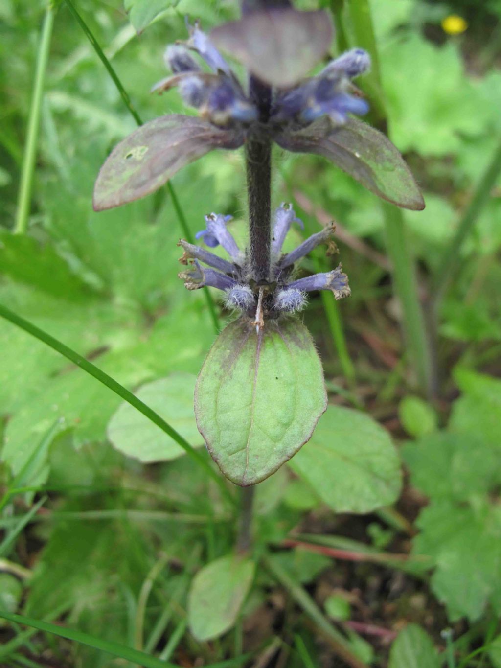 Ajuga reptans L.