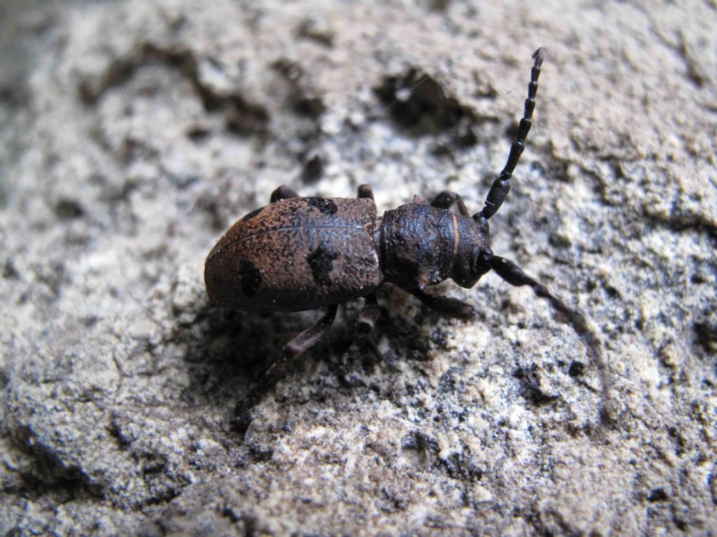 Cerambycidae da determinare