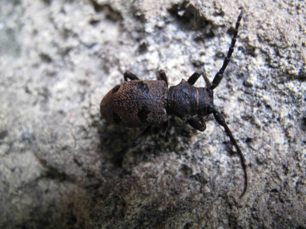 Cerambycidae da determinare