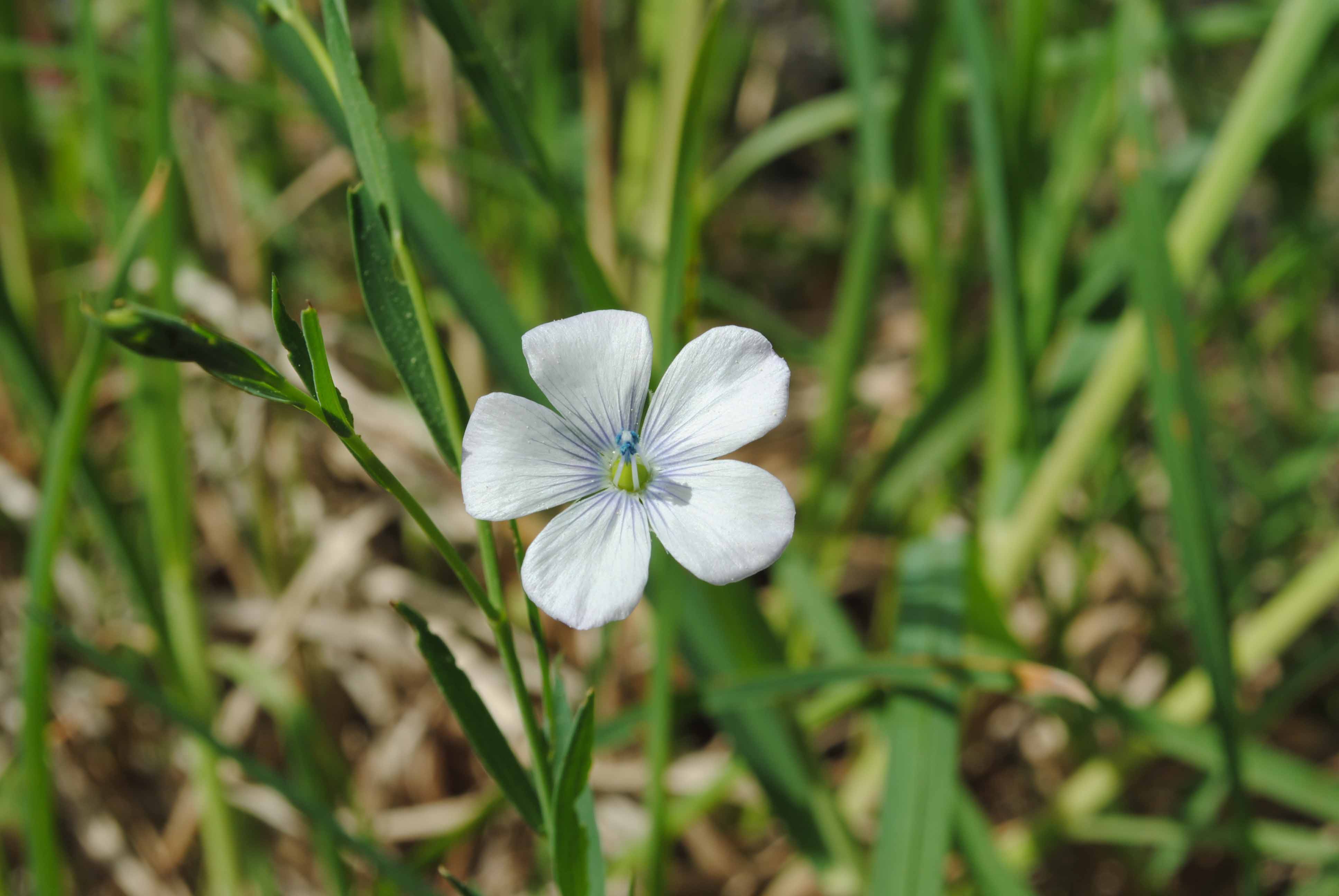 due piante del Vesuvio - Linum bienne e Anemone hortensis