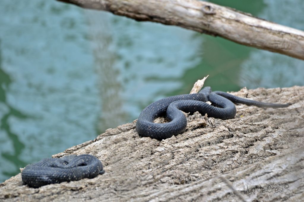 id da confermare:  Natrix natrix (melanotica)