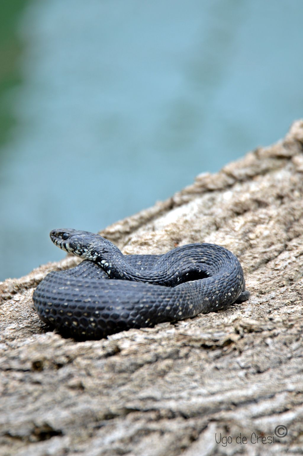 id da confermare:  Natrix natrix (melanotica)