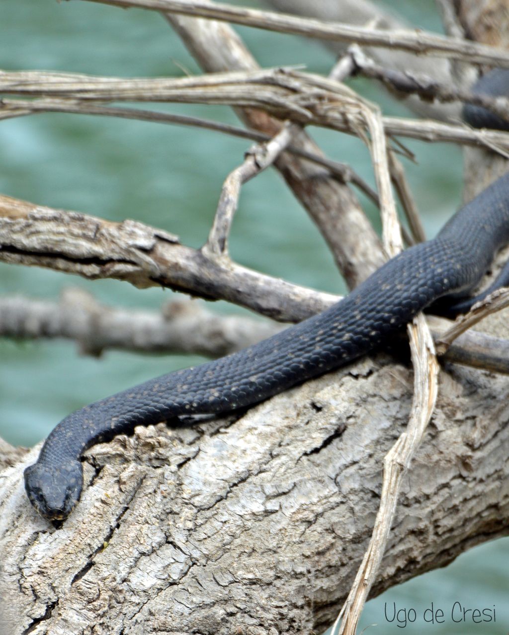 id da confermare:  Natrix natrix (melanotica)