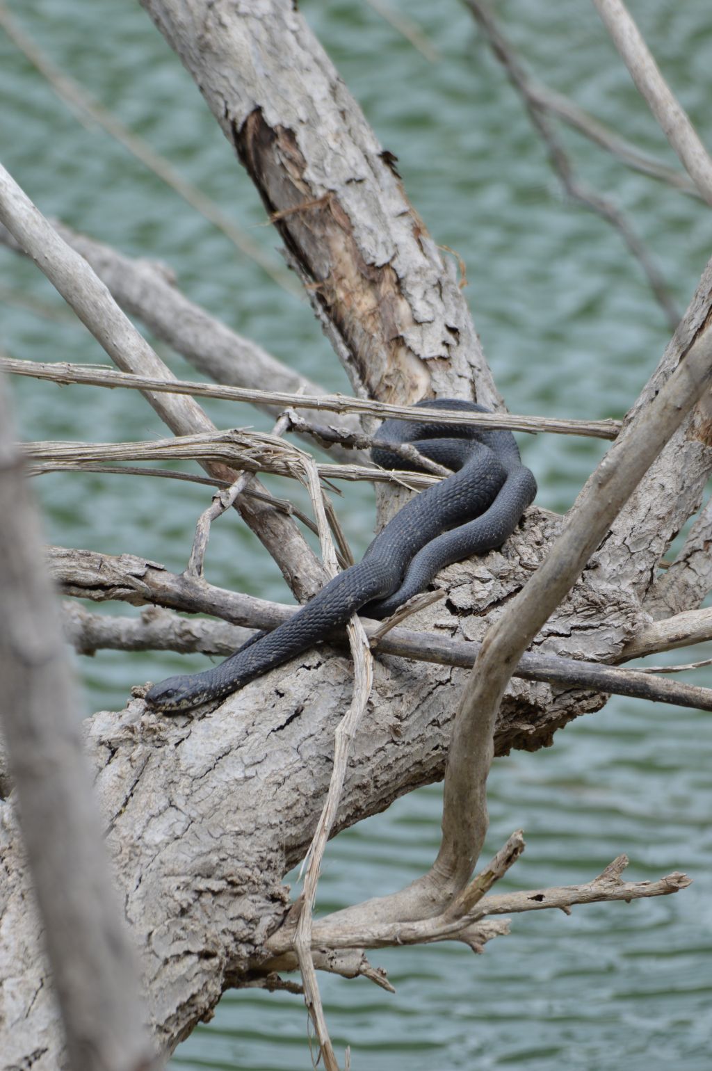 id da confermare:  Natrix natrix (melanotica)