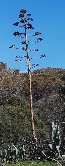 Agave americana (Asparagaceae)