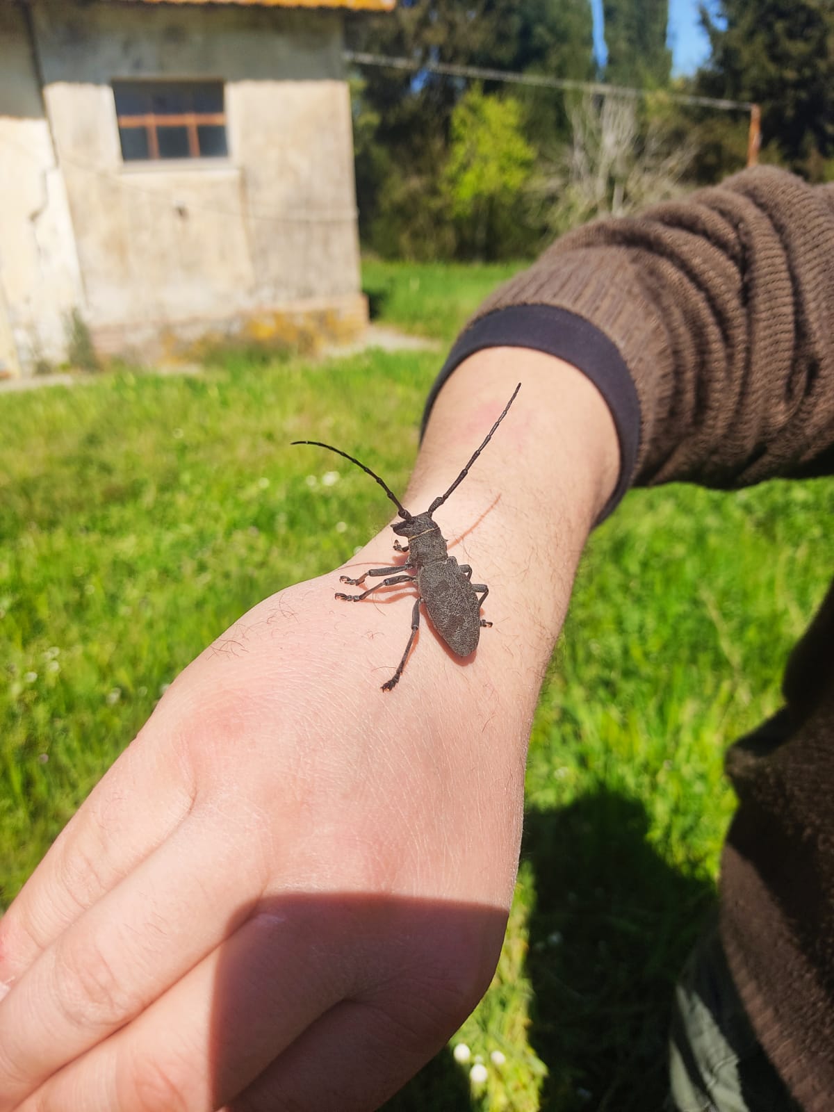 Cerambycidae: Morimus asper, femmina