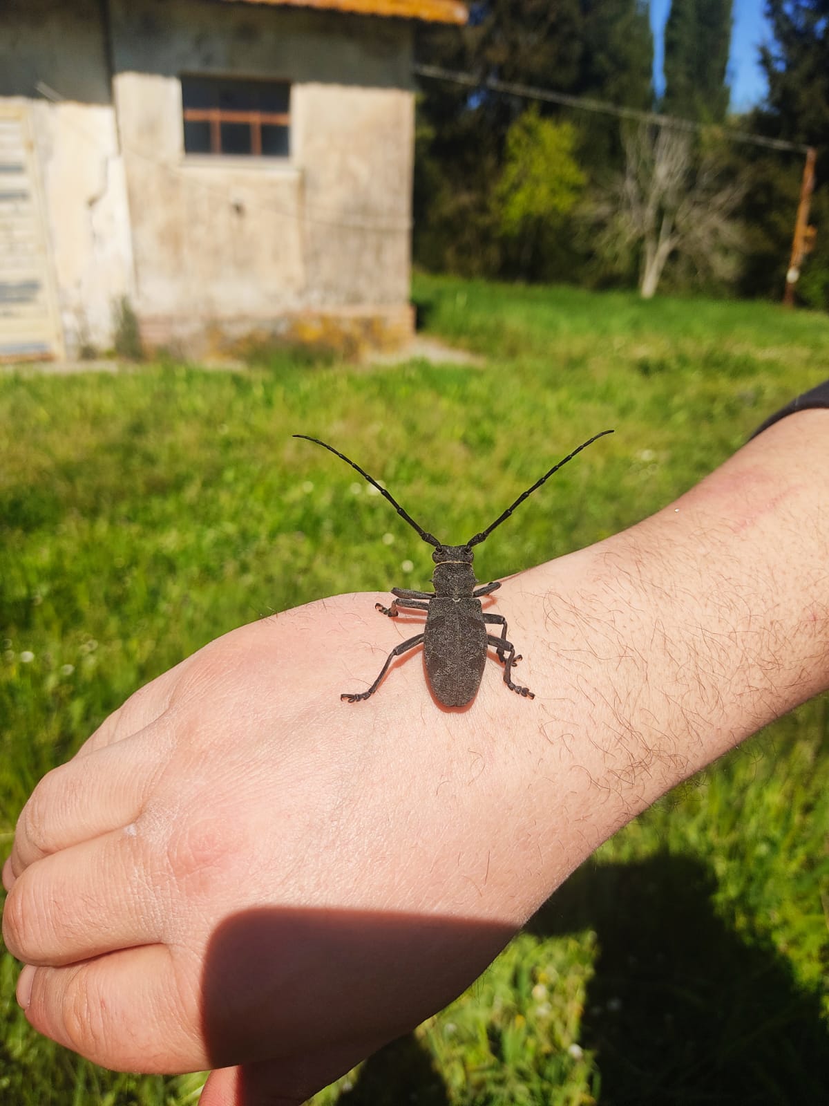 Cerambycidae: Morimus asper, femmina