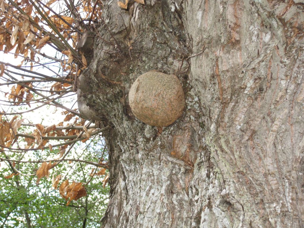 malattia del tronco causata da batterio (cfr .Agrobacterium tumefaciens ) o da fungo.