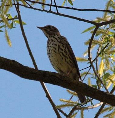 pispola o tordo bottaccio