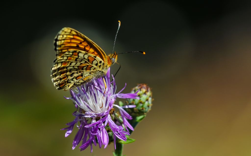 Melitaea phoebe