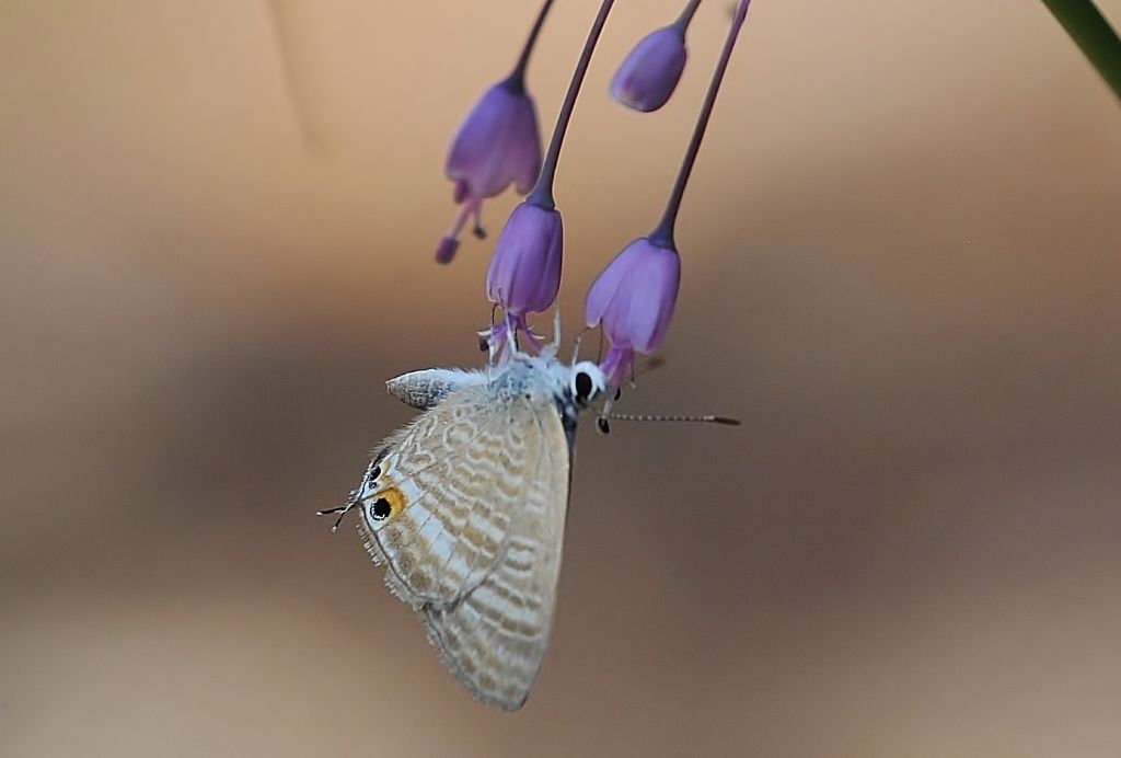 Aiuto per identificazione: Lampides boeticus - Lycaenidae