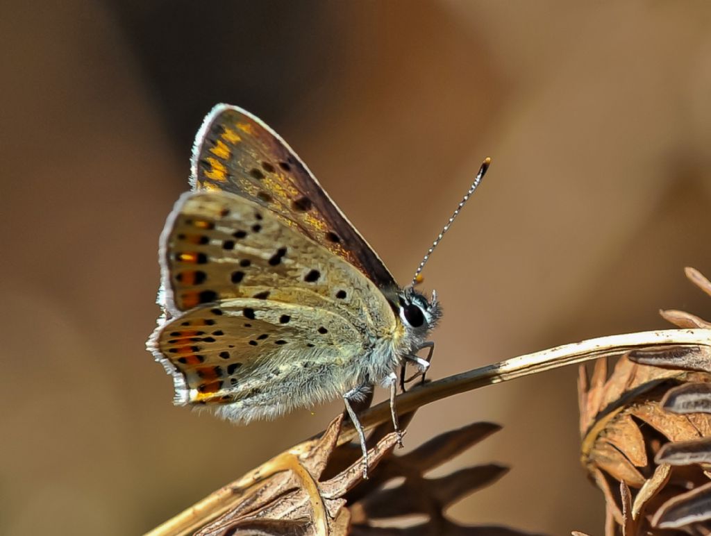 Lycenidae: Lycaena tityrus, maschio