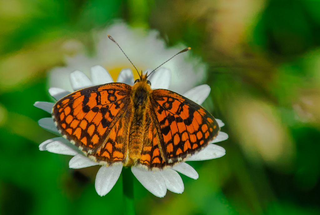 Quale Melitaea? Melitaea celadussa