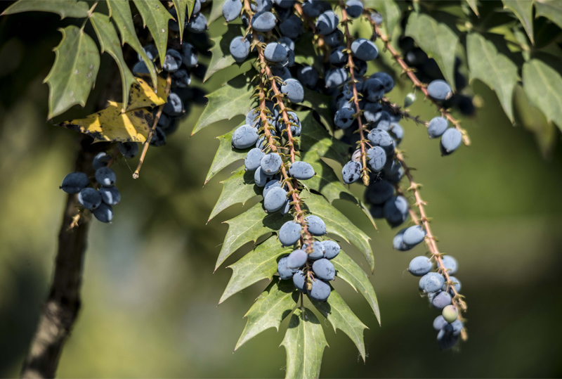 Mahonia bealei Fortune