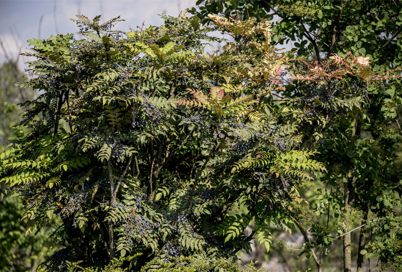 Mahonia bealei Fortune