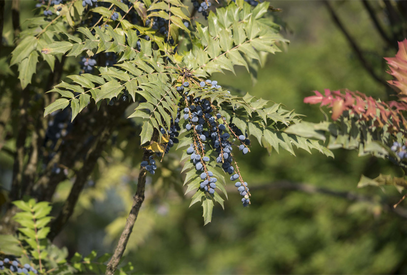 Mahonia bealei Fortune