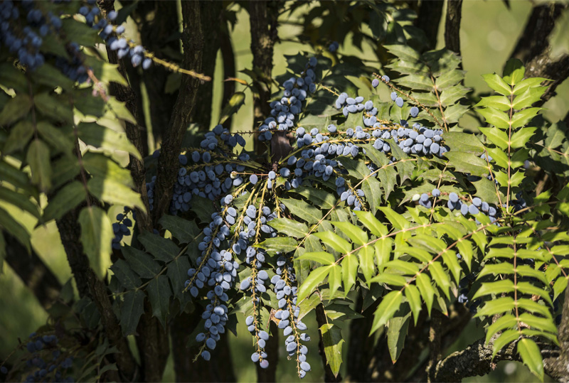 Mahonia bealei Fortune