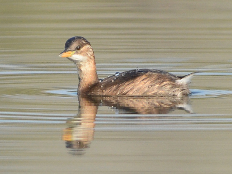 Tuffetto (Tachybaptus ruficollis)