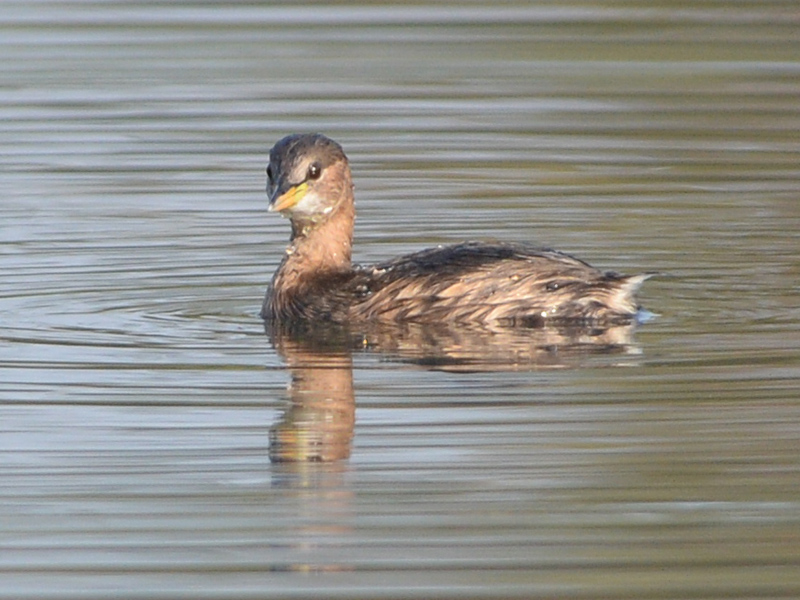 Tuffetto (Tachybaptus ruficollis)