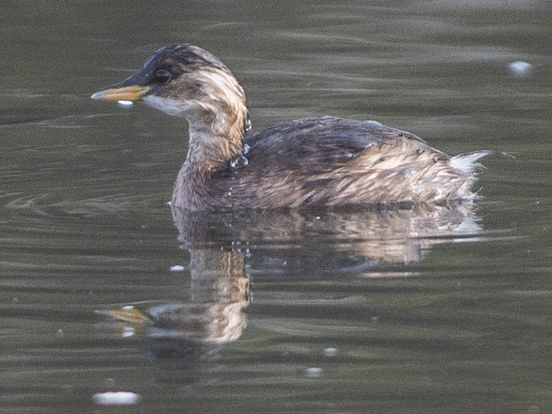 Tuffetto (Tachybaptus ruficollis)