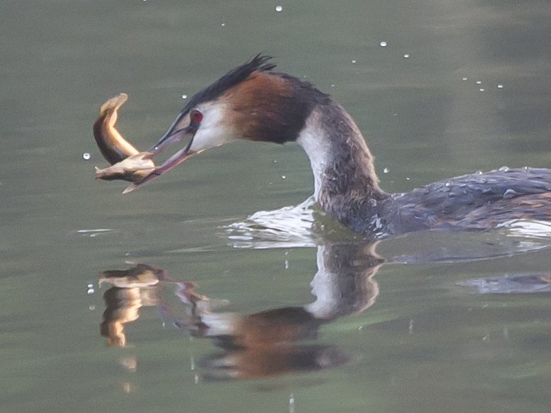 Svasso (Podiceps cristatus) con preda