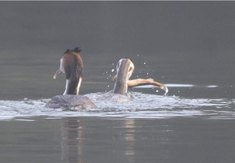 Svasso (Podiceps cristatus) con preda