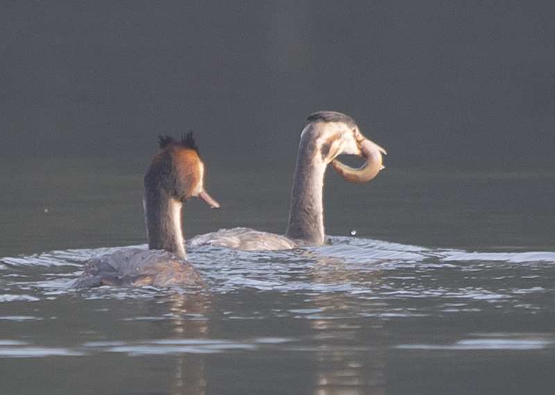 Svasso (Podiceps cristatus) con preda