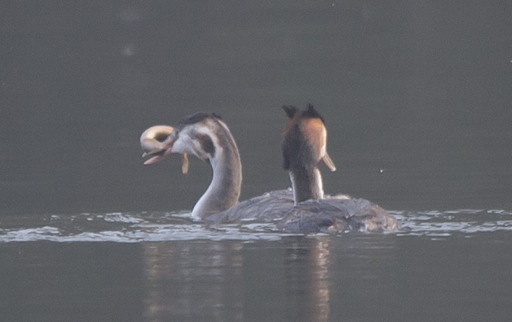 Svasso (Podiceps cristatus) con preda