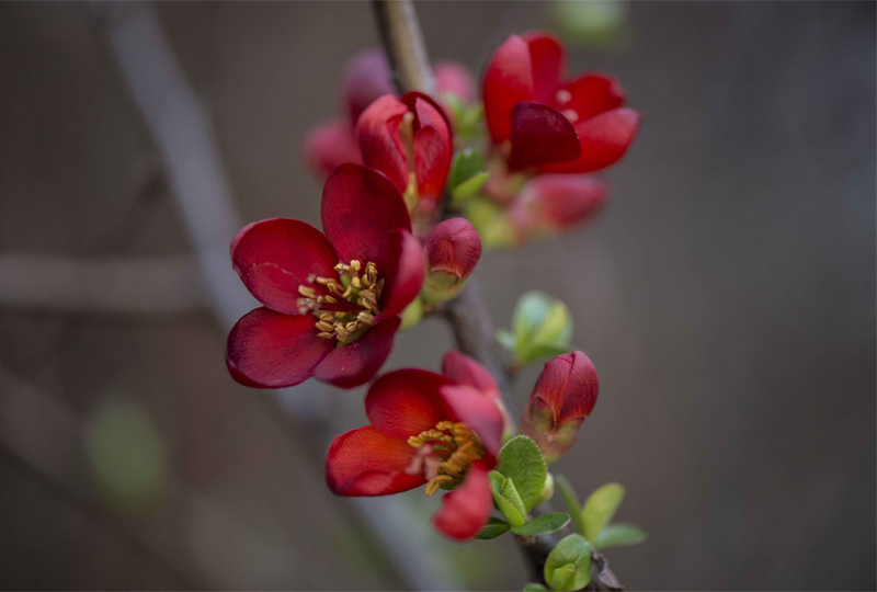 Pianta da determinare:  Chaenomeles japonica