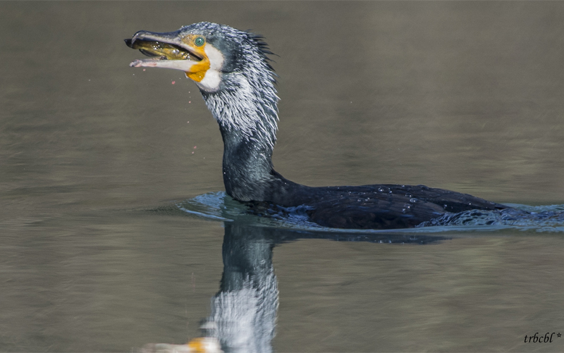 Il pasto del Cormorano