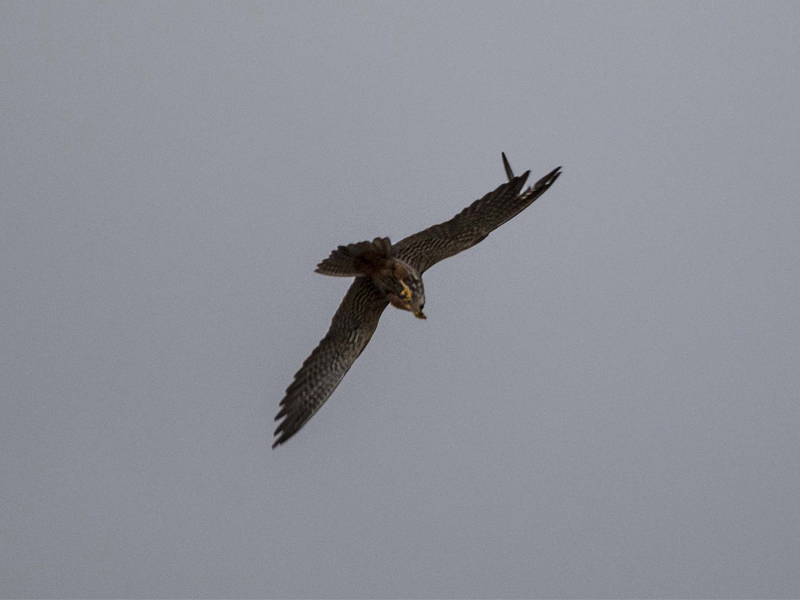 Rapace da identificare