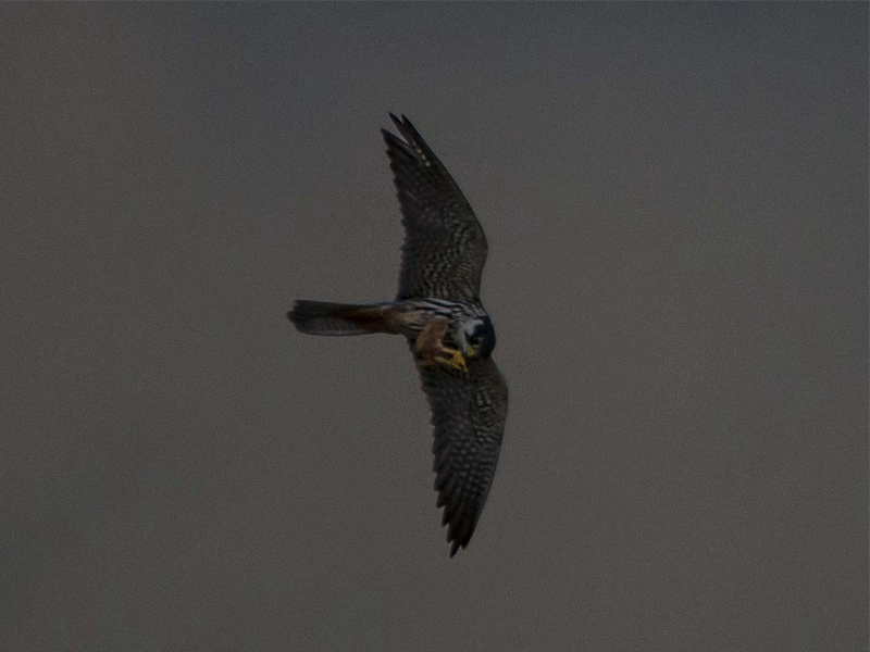 Rapace da identificare