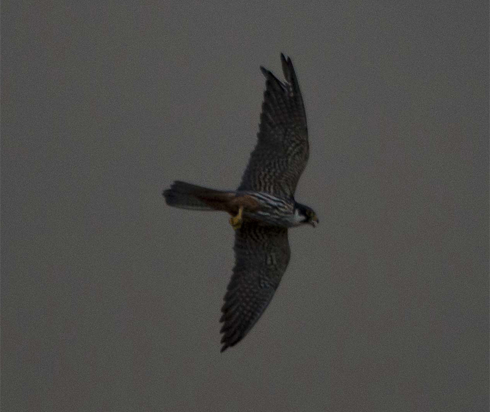 Rapace da identificare