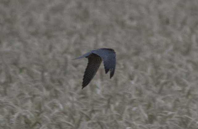 Rapace da identificare