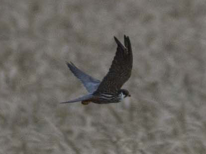 Rapace da identificare