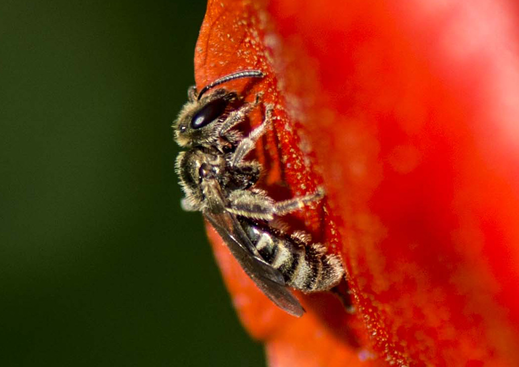 Apidae Halictinae: cfr. Lasioglossum sp.