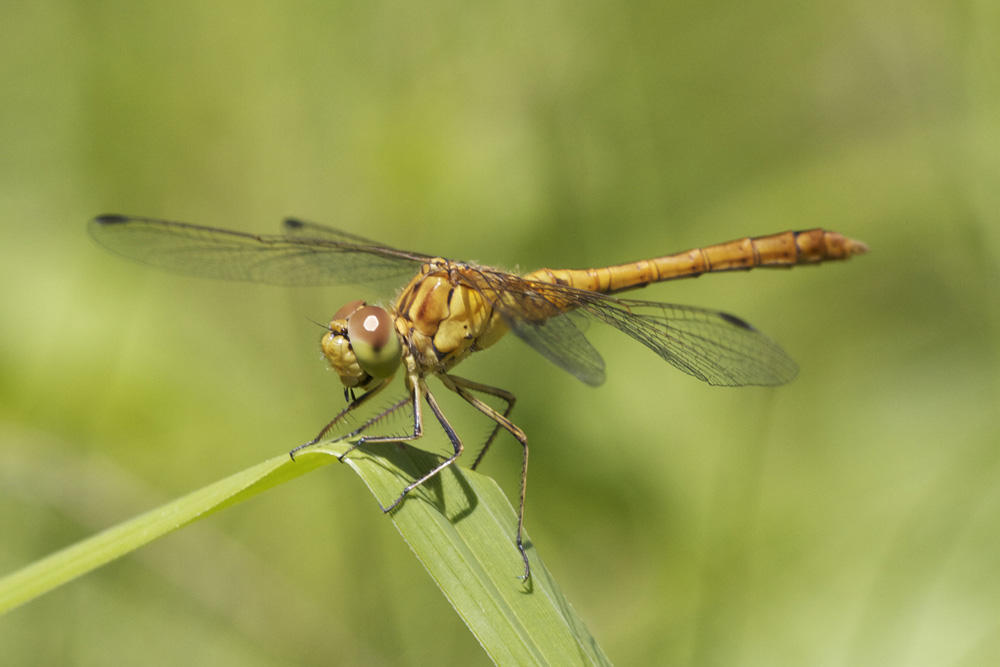 sympetrum meridionale?