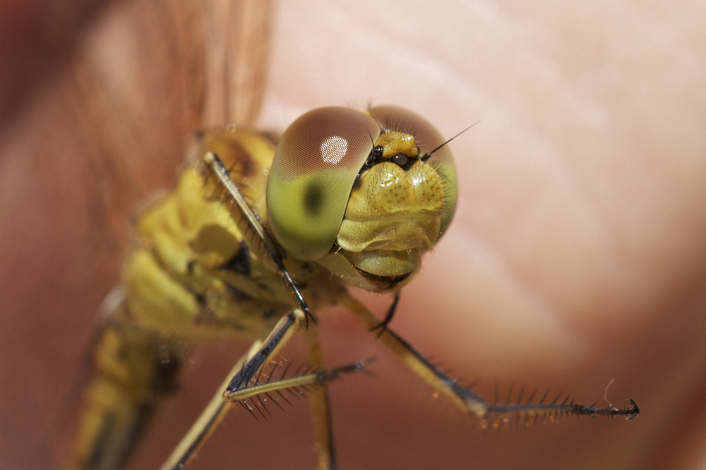 sympetrum meridionale?