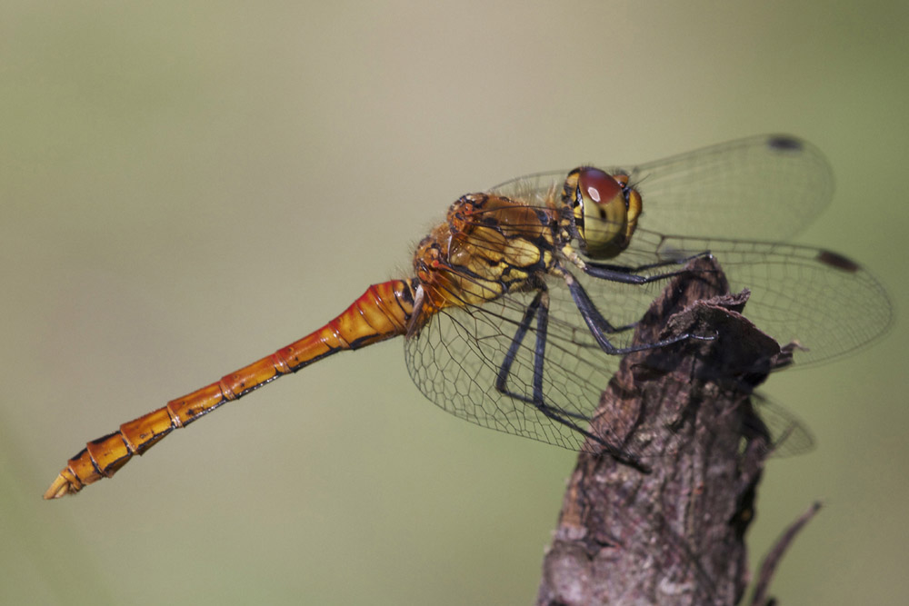 sympetrum depressiusculum?